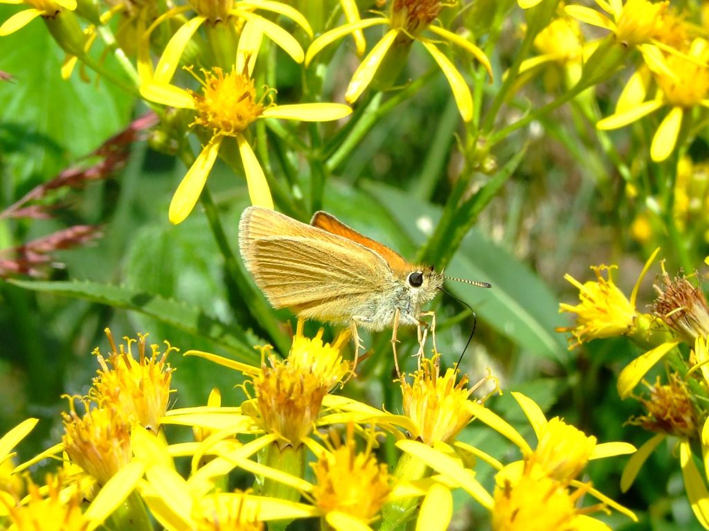 DSCF0709.JPG